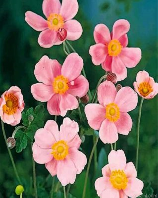 Pink Anemone Painting By Numberss.png
