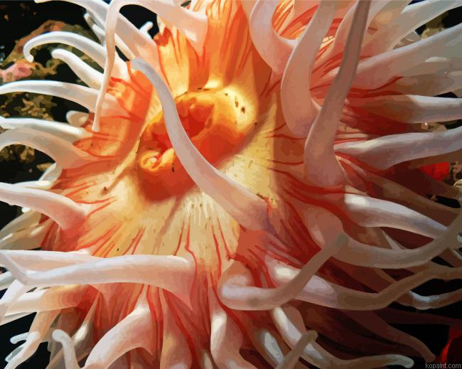 Pink Anemones Painting By Numberss.png