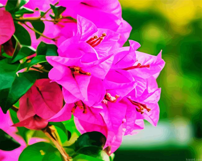 Pink Bougainvillea Paint By Numbers.png