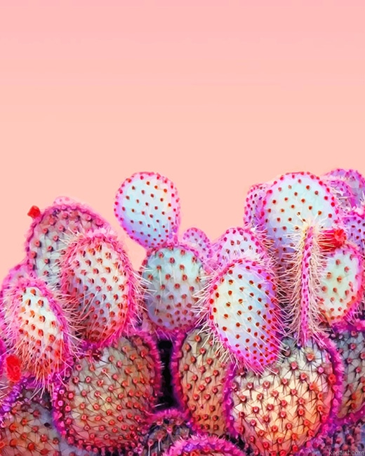 Pink Cactus New Painting By Numberss.png