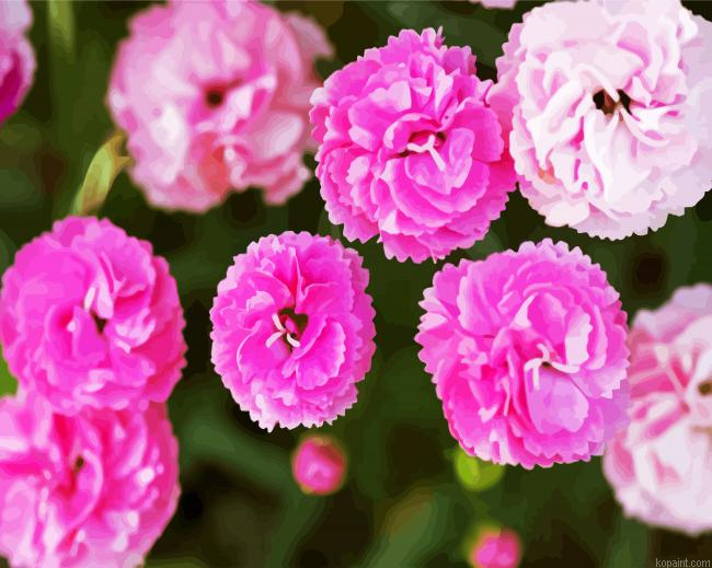 Pink Carnation Flowers Paint By Numbers.png