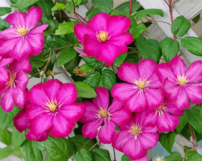 Pink Clematis Flowers Painting By Numberss.png