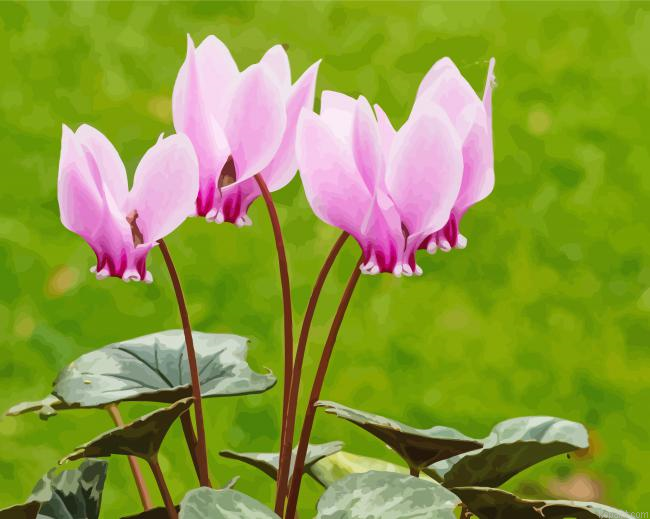 Pink Cyclamen Plants Painting By Numberss.png