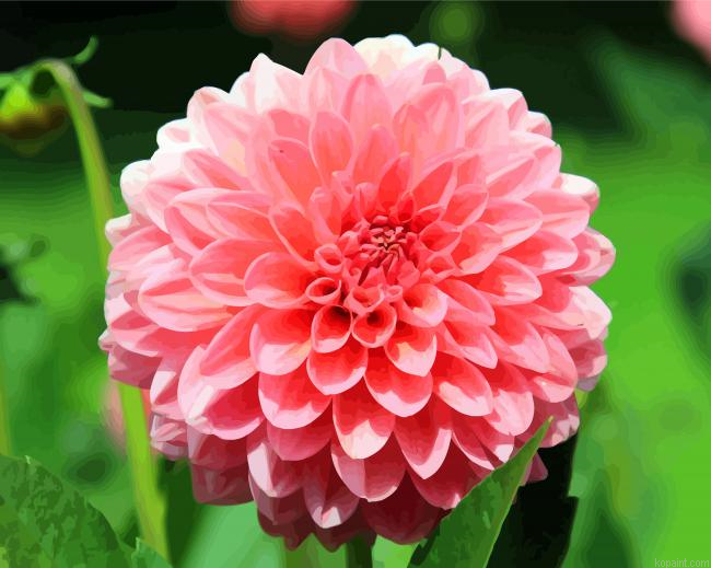 Pink Dahlia Flower Painting By Numberss.png