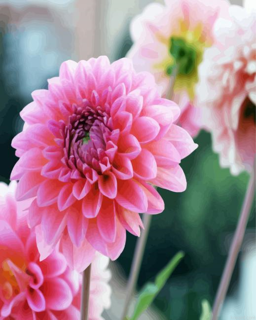 Pink Dahlia Flowers Painting By Numberss.png