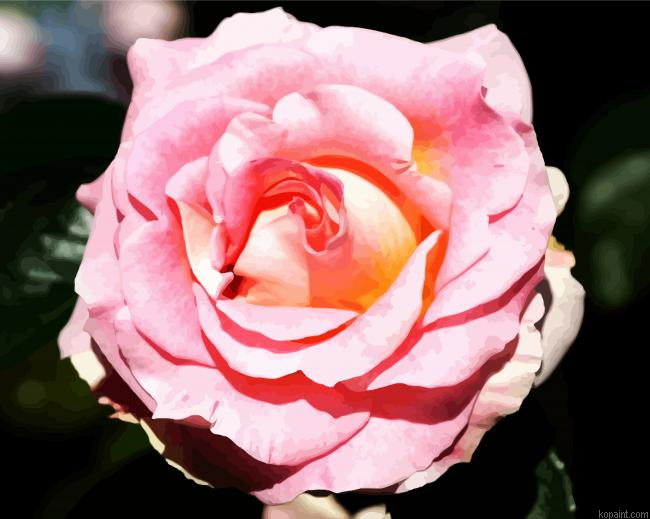 Pink Floribunda Rose Painting By Numberss.png