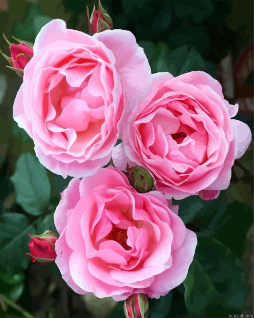 Pink Floribundas Paint By Numbers