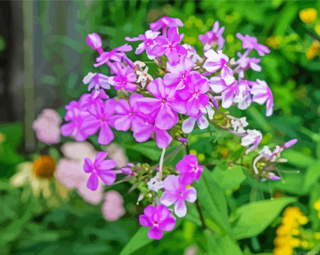 Pink Flowering Phlox Painting By Numberss.png