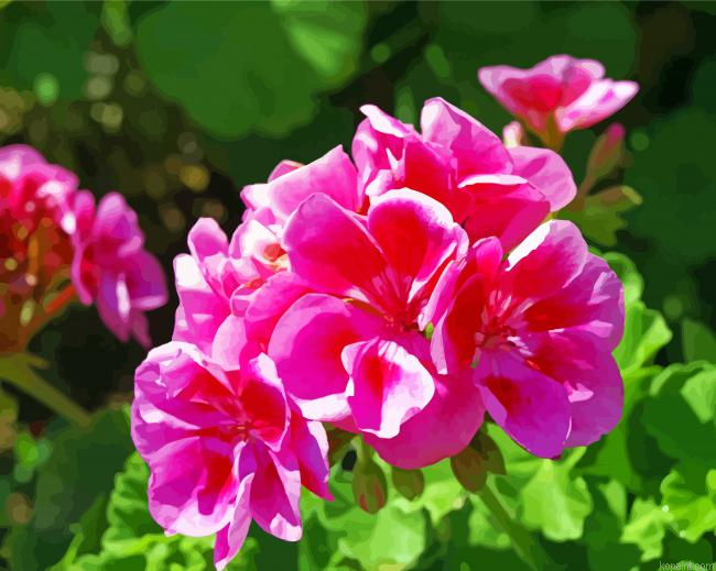 Pink Geraniums Flower Painting By Numberss.png