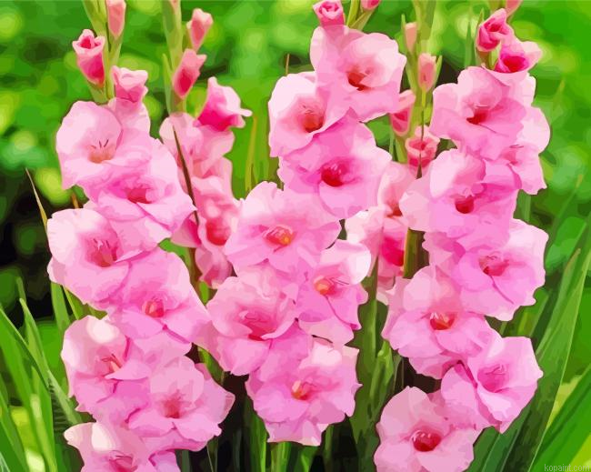 Pink Gladioli Plants Painting By Numberss.png