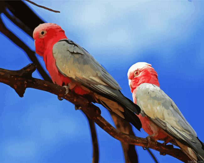 Pink Grey Cockatoo Paint By Numbers.png