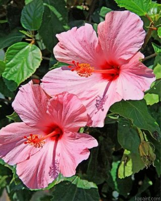 Pink Hibiscus Painting By Numberss.png