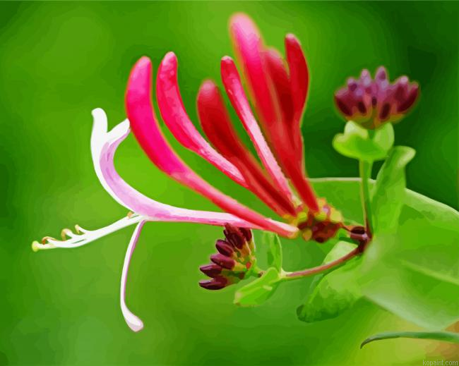 Pink Honeysuckle Painting By Numberss.png