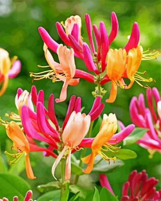 Pink Honeysuckles Painting By Numberss.png