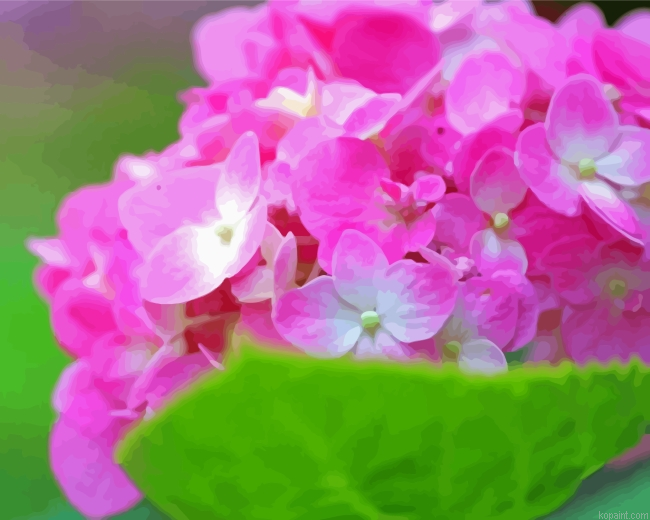 Pink Hydrangeas Painting By Numberss.png