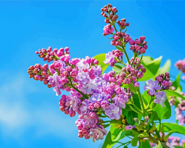 Pink Japanese Lilac Tree Painting By Numberss.png