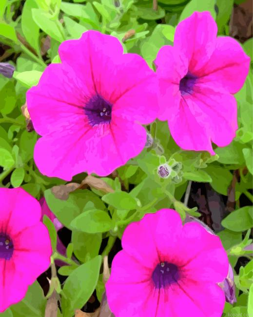 Pink Petunia Painting By Numberss.png