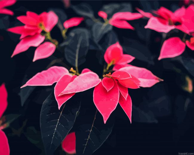 Pink Poinsettia Paint by Numbers