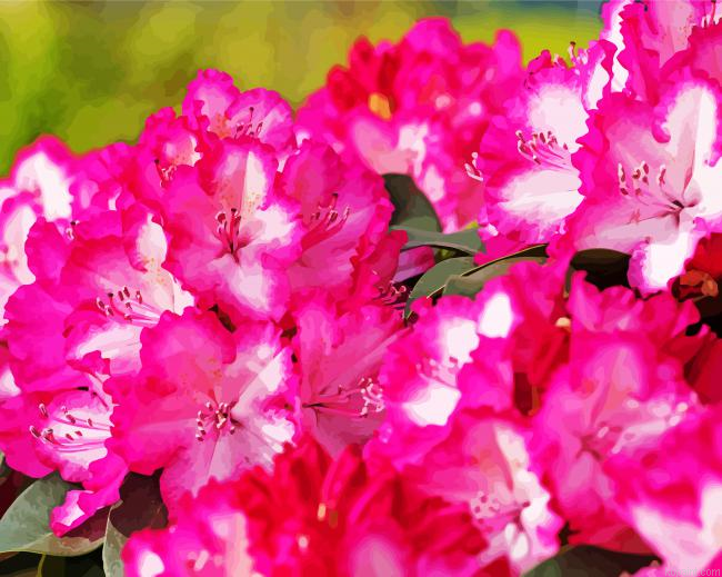 Pink Rhododendron Plants Painting By Numberss.png