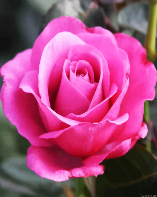 Pink Rose Floribunda Painting By Numberss.png