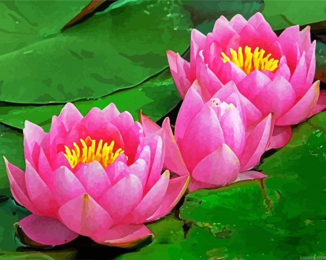 Pink Waterlily Paint By Numbers.png