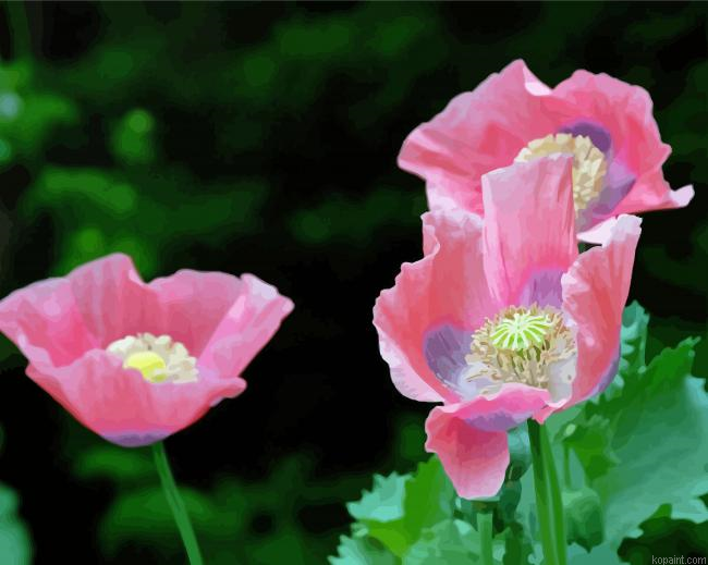 Pink White Poppies Painting By Numberss.png