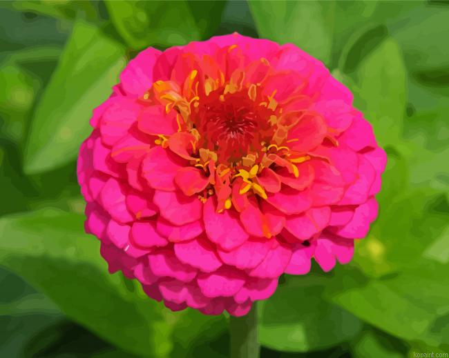 Pink Zinnia Painting By Numberss.png