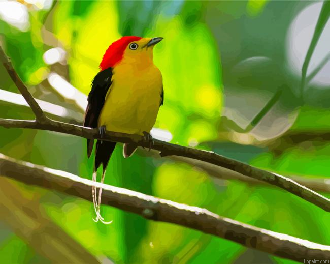 Pipra Manakin Bird Paint By Numbers.png