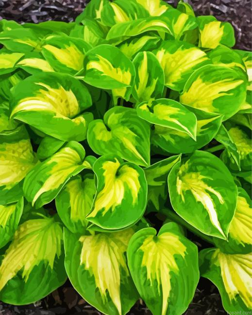 Plantain Lilies Hosta Painting By Numberss.png