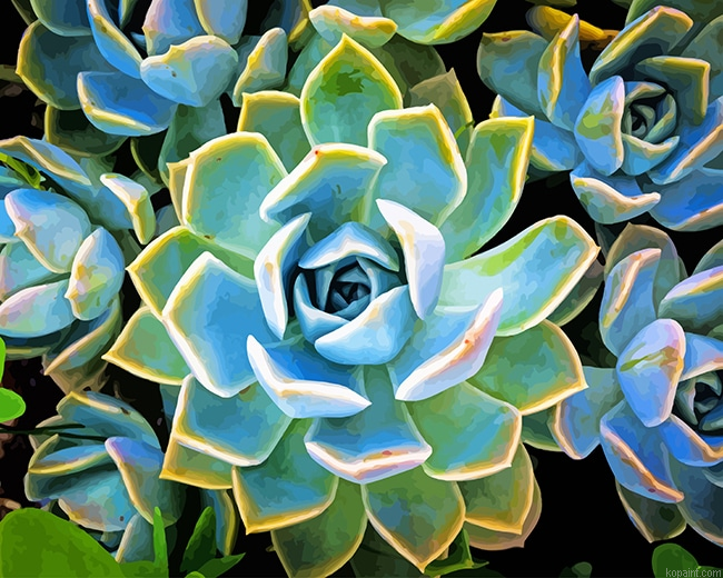 Plante Succulente New Painting By Numberss.png