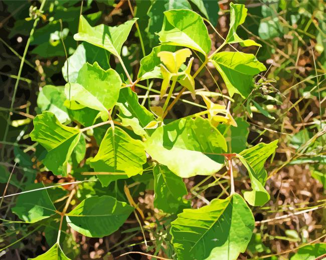 Poison Ivy Plant Leaves Painting By Numberss.png