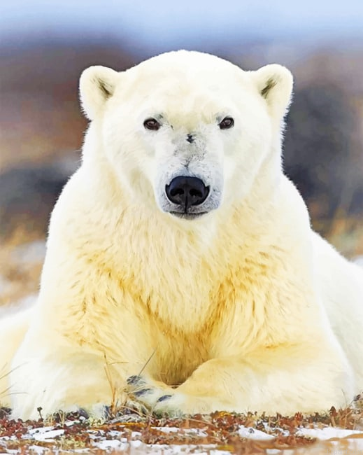 Polar Bear Painting By Numberss.png