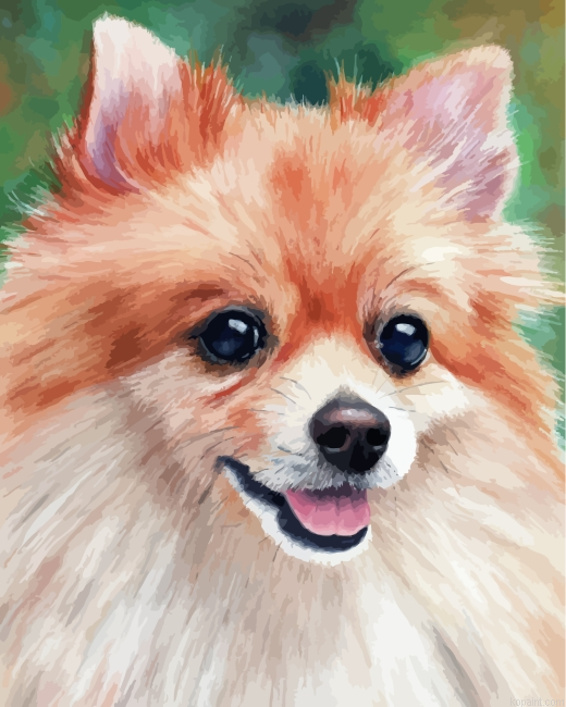 Pomeranian Dog Painting By Numberss.png