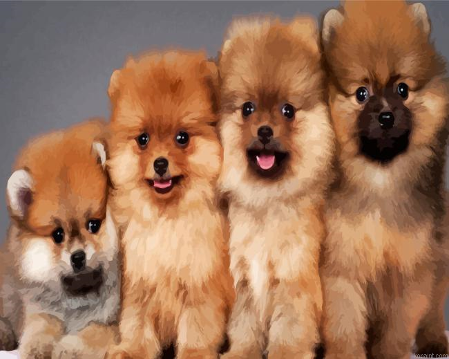 Pomeranian Dogs Animals Paint By Numbers.png
