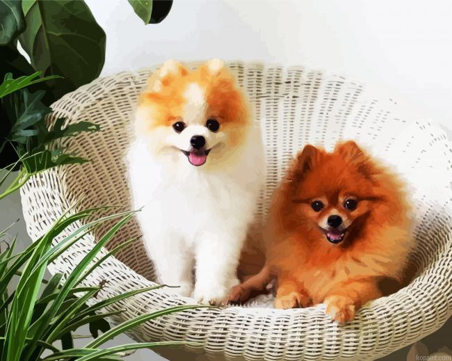Pomeranian Dogs Pets Paint By Numbers.png