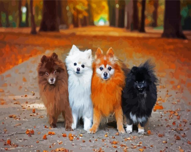 Pomeranian Puppies Dogs Paint By Numbers.png