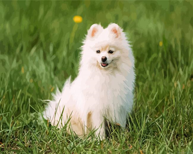 Pomeranian Puppy Paint By Numbers.png