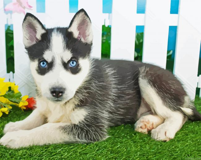Pomsky Dog Paint By Numbers.png