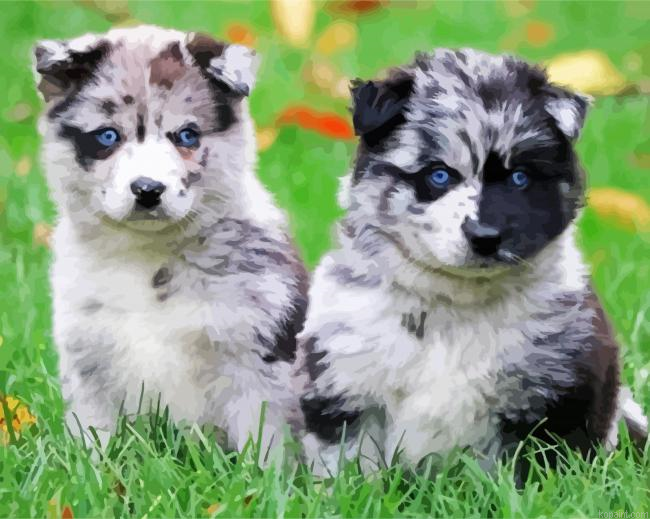 Pomsky Puppies Paint By Numbers.png