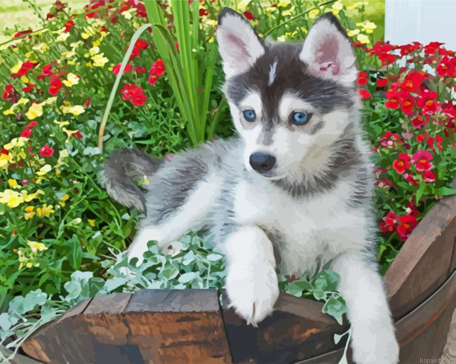 Pomsky Puppy Paint By Numbers.png