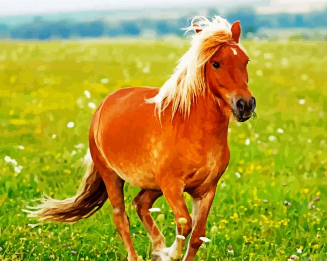 Pony In Field Painting By Numberss.png