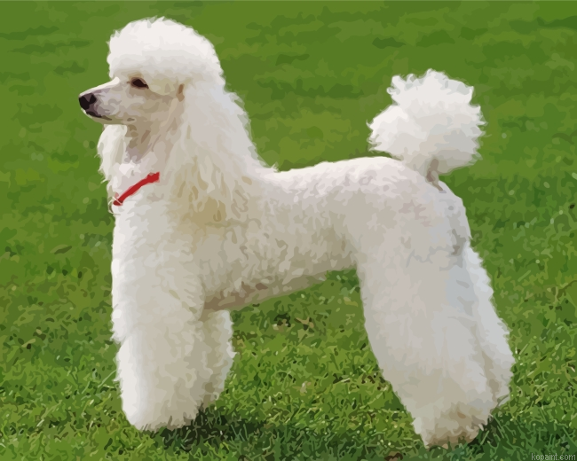 Poodle Dog Painting By Numberss.png