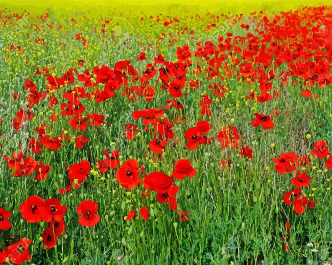 Poppies Meadow Painting By Numberss.png