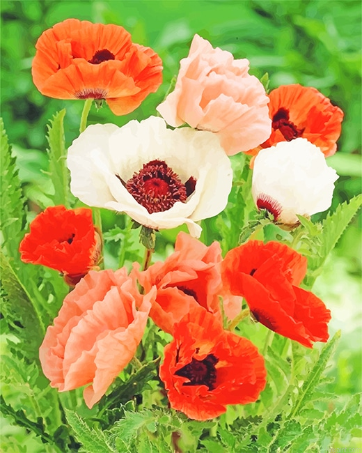 Poppy Colorful Flowers New Painting By Numberss.png