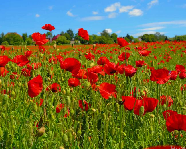 Poppy Flowers Field New Painting By Numberss.png