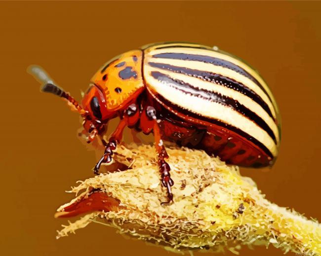 Potato Bug Jerusalem Cricket Painting By Numberss.png