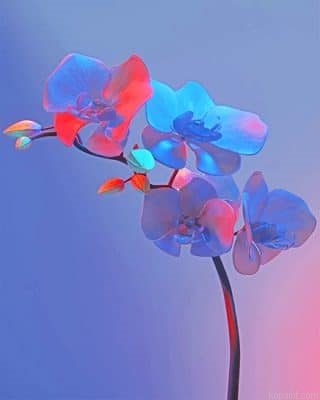 Pretty Orchid New Painting By Numberss.png