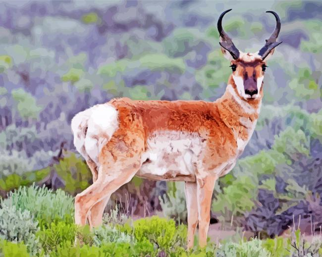 Pronghorn Paint By Numbers