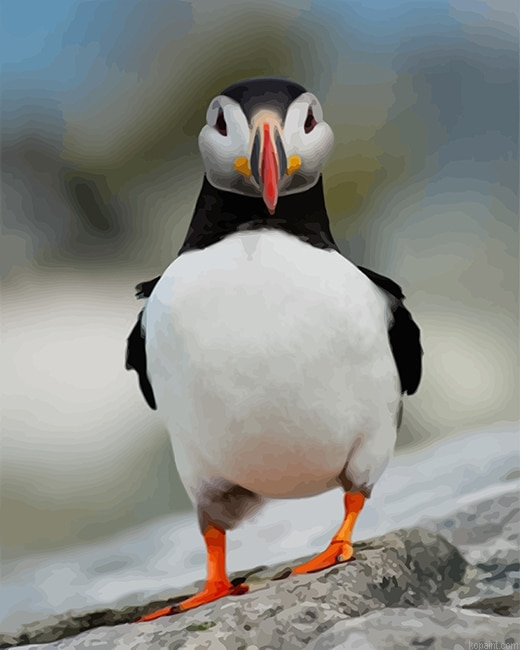 Puffin Funny New Painting By Numberss.png