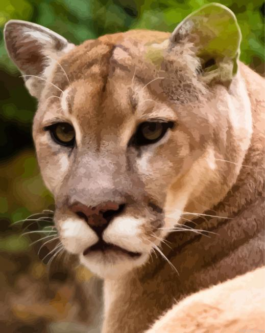 Puma Face Paint By Numbers